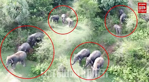 ஆட்சியர் அலுவலகம் முன் முகாமிட்ட யானை தாக்கி கூலி தொழிலாளி படுகாயம்...