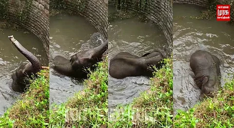 கிணற்றில் விழுந்த யானை பத்திரமாக மீட்பு... அதிகாரிகளுக்கு குவியும் பாராட்டுகள்...