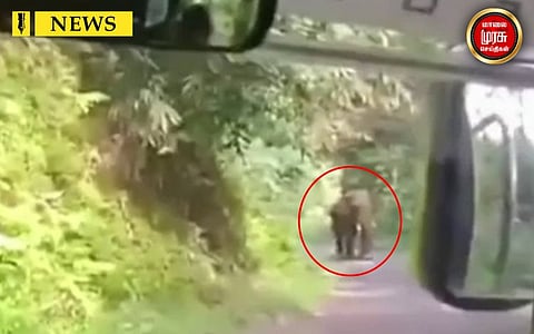 அரசு பேருந்தை துரத்திய கபாலி யானை...! வைரலாகும் வீடியோ...!