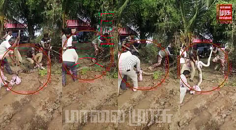 விவசாய தோட்டத்தில் புகுந்த “15” அடி நீள மலைப்பாம்பு...