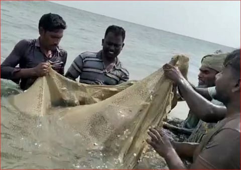 மன்னார்-வளைகுடா கடலில் கிடைத்த அரிய வகை கடல் பசு,டால்பின்களை கடலில் விட்ட மீனவர்கள்...