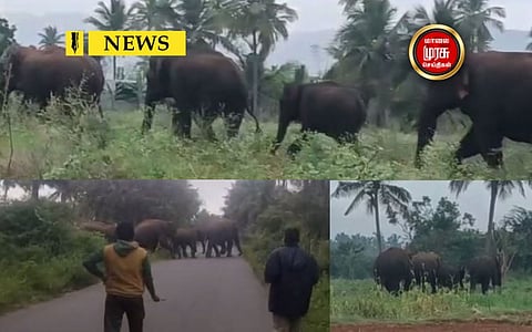 ஊருக்குள் வளம் வந்த 4 காட்டு யானைகள்...காட்டிற்கே விரட்டி அடித்த வனத்துறையினர்...