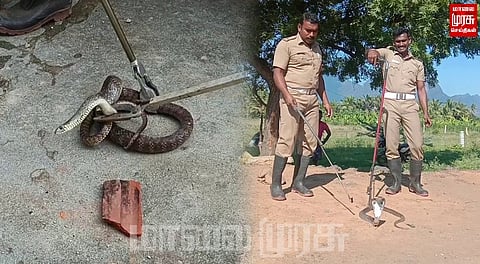 குடியிருப்புகளில் புகுந்த பாம்புகளால் கதிகலங்கிய மக்கள்...