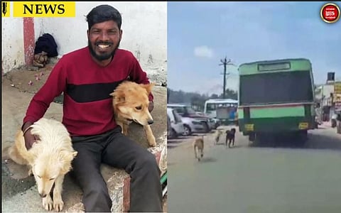 முதலாளி மீது அதிக விஸ்வாசம் கொண்ட நாய்கள்...வியப்பூட்டும் வீடியோ வைரல்...