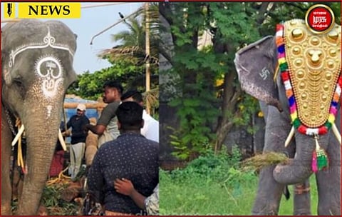 யானை லட்சுமி புதைக்கப்பட்ட இடத்தில் பொதுமக்கள் மலர் தூவி அஞ்சலி ...