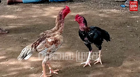 தடை மீறி நடைபெறும் சேவல் சண்டை...
