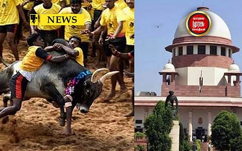 ஜல்லிக்கட்டு உச்சநீதிமன்ற விசாரணை....தீர்ப்பு என்ன?!!