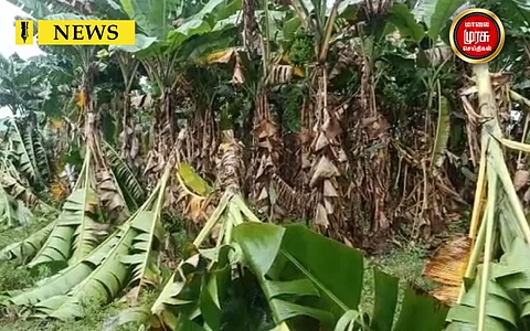 அறுவடை நிலையில் இருந்த வாழைமரங்கள் மாண்டஸ் புயலால் சேதம் - விவசாயிகள் சோகம்