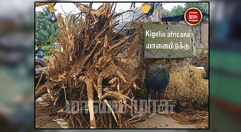 அரியவகை மரத்தை கல்லூரி வளாகத்திற்கு மாற்றியதால் பரபரப்பு...