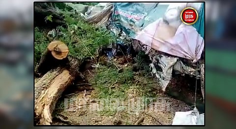 வேரோடு சாய்ந்து குடிசை மீது விழுந்த புளியமரம்...