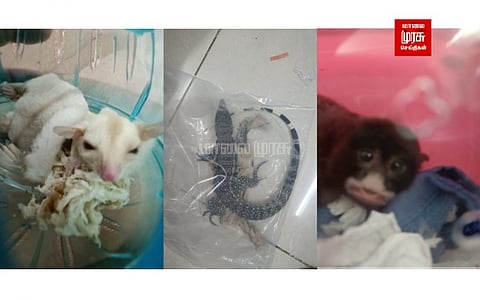 தாய்லாந்தில் இருந்து கடத்தப்பட்ட அணில் குட்டி... பல்லி குட்டி.. குரங்கு குட்டி...