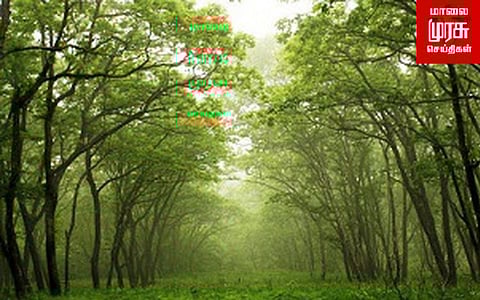 சீனாவிற்காக அதிக அளவில் கடத்தப்படுகிறதா சிவப்பு சந்தனம்....!!