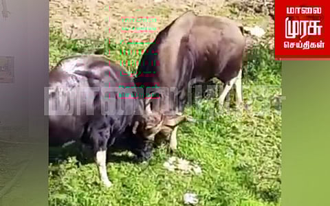 குடியிருப்புப் பகுதியில் மோதிக் கொண்ட காட்டெருமைகள்...! வீடியோ வைரல்..!