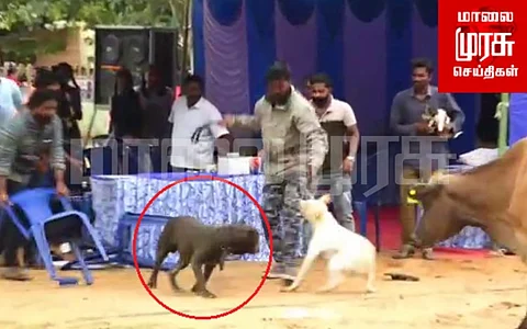 தடுப்பூசி செலுத்த வந்த நாய்க்கு வெறிபிடித்த சம்பவம்...! அச்சத்தில் அரறியடித்த மக்கள்...!