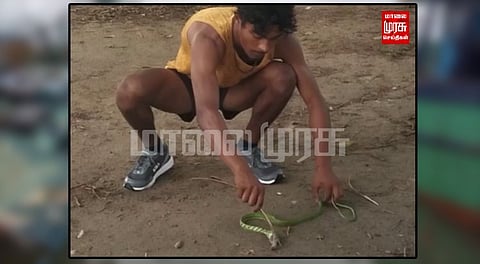 எலியை விழுங்க முடியாமல் தவித்த பாம்பை மீட்ட இளைஞர்...
