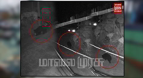 குடியிருப்பு பகுதியில் உலா வந்த கரடி...