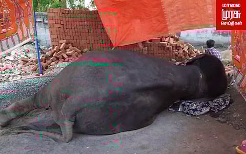 சொர்க்கவாசல் நிகழ்ச்சிக்கு வந்த யானை...!  உடல் நலக் குறைவால் பாதிப்பு..!