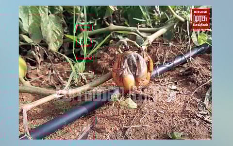 பனிப்பொழிவு காரணமாக தக்காளி விளைச்சல் பாதிப்பு...
