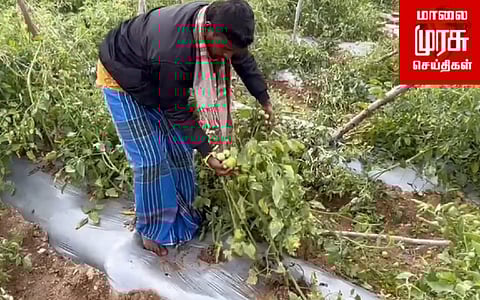 காட்டு யானைகள் முகாம்...! விவசாய நிலங்கள் சேதம்...!