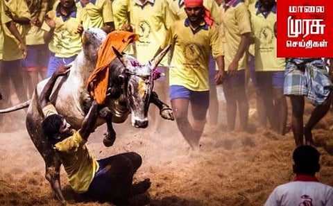 ஜல்லிக்கட்டு வழிகாட்டு நெறிமுறைகளை வெளியிட்டது தமிழக அரசு...!