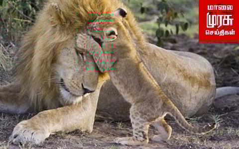 கவனக்குறைவால் உயிரிழந்த சிங்கங்கள்....கவனிக்குமா வனத்துறை?!!!