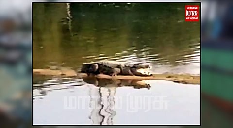 ஆற்றில் உல்லாசமாக உலா வரும் முதலை...