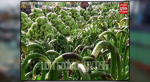 போட்டிப் போட்டு வாழைத்தாரைக் கூடுதல் விலைக்கு விற்பனை செய்த விவசாயிகள்...