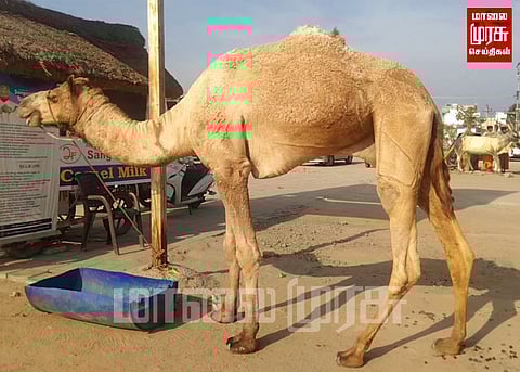 ஒட்டஞ்சத்திரத்தில் ஒட்டகப்பால்.. செல்ஃபியுடன் குஷியில் குதிக்கும் சுற்றுலா பயணிகள்...