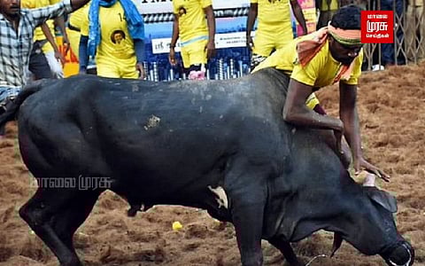 விறுவிறுப்பாக நடைபெற்று வரும் ஜல்லிக்கட்டு ;5-வது சுற்றில் 390 காளைகள் களமிறக்கம்!!!