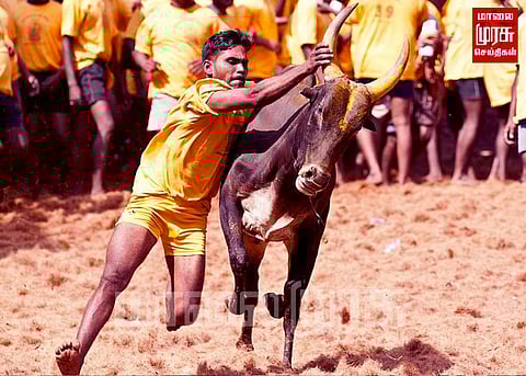 அவனியாபுரத்தில் விறுவிறுப்பாக நடைபெற்ற ஜல்லிக்கட்டு போட்டி...