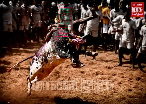 சீறி பாயும் காளைகள்... அடக்க ஓடும் முரட்டுக் காளைகள்... களை கட்டும் மாட்டுப் பொங்கல் கொண்டாட்டம்...