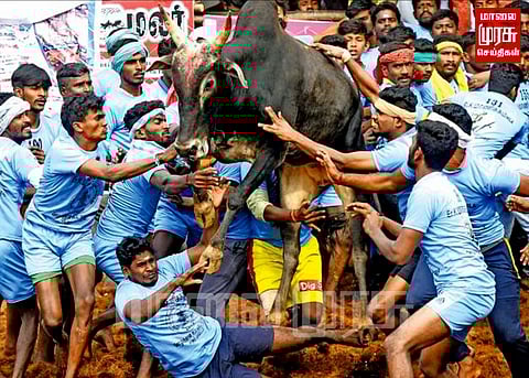 800 காளைகள், 335 வீரர்கள் களம் காணும் பாலமேடு ஜல்லிக்கட்டு...