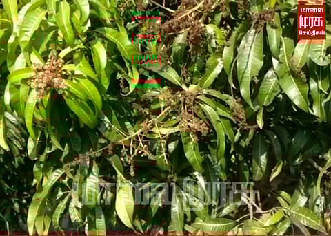 மாமரத்தில் உள்ள பூக்கள் கருகுவதால் வேதனை...