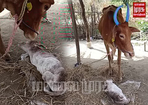 நான்கு கால்களும் இல்லாமல் பிறந்த கன்று குட்டி...