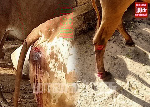 மனிதாபம் மறந்த மனிதர்களின் செயலால் அவதிக்குள்ளான மாடுகள்...