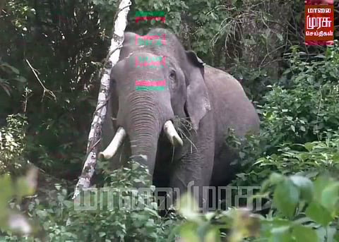 பாறை மீது நின்று தண்ணீர் குடித்த யானையை கண்டு ரசித்த சுற்றுலா பயணிகள்...