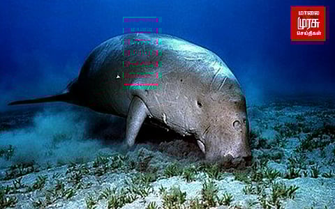 அழிவின் விளிம்பில் கடல் பசுக்கள்....