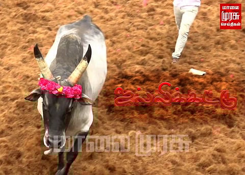 இந்த ஆண்டு நடைபெறும் 3-வது ஜல்லிக்கட்டில் சீறிப்பாய்ந்த காளைகள்...