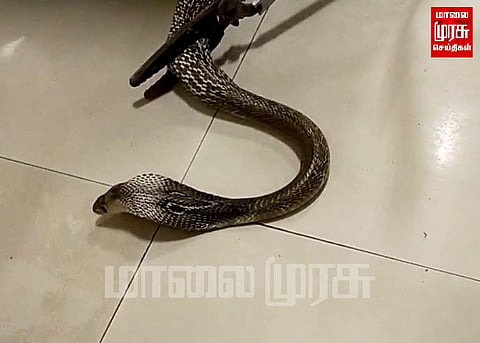 சமையல் அறையில் ஓய்வு எடுத்த பாம்பு...