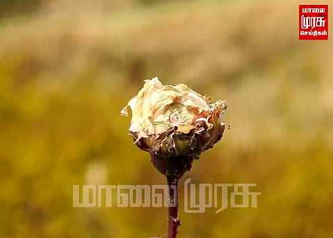 பனியால் கருகும் ரோஜா மலர்கள்... ஏமாற்றத்தில் சுற்றுலா பயணிகள்...