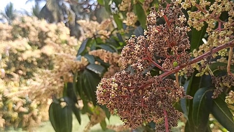 கடும் பனிப்பொழிவால் கருகி வரும் மா பூக்கள் - விவசாயிகள் கவலை