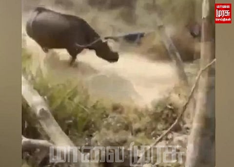 காண்டாமிருகம் தாக்குதலில் 2 பேர் படுகாயம்...