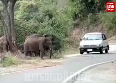 ஆபத்தை உணராமல் காட்டு யானை கூட்டத்துடன் விளையாடும் வாகன ஓட்டிகள்...