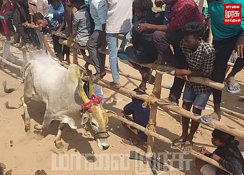 250 காளைகளை கண்டு களித்த 3000க்கும் மேற்பட்ட மக்கள்...