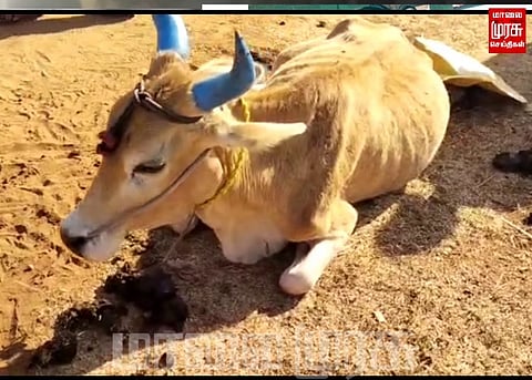 புலி தாக்கியதில் 2 மாடுகள் பலி...