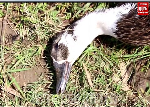 மேய்ந்து கொண்டிருந்த 400 வாத்துகள் உயிரிழப்பு...