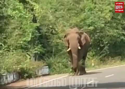 கார்களை பதம் பார்த்த சுள்ளி கொம்பன் யானை...