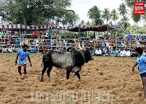 ஏராளமானோர் கண்டு களித்த மஞ்சுவிரட்டு போட்டி...