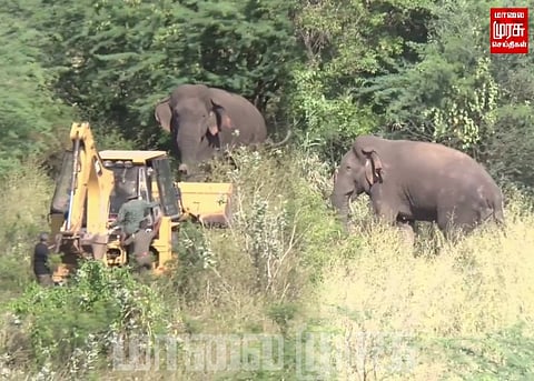 அப்பாடா ஒரு வழியா வந்தாச்சு!- மகிழ்ச்சியில் மக்னா...
