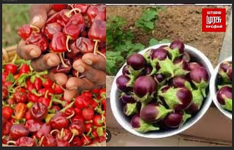 வேலூர் முள்ளு கத்திரிக்காய் இராமநாதபுரம் மிளகாய்க்கு புவிசார் குறியீடு